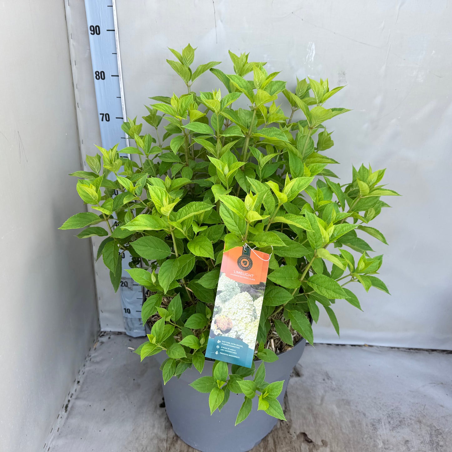 Hydrangea pan. Limelight 65cm 40cm Pot
