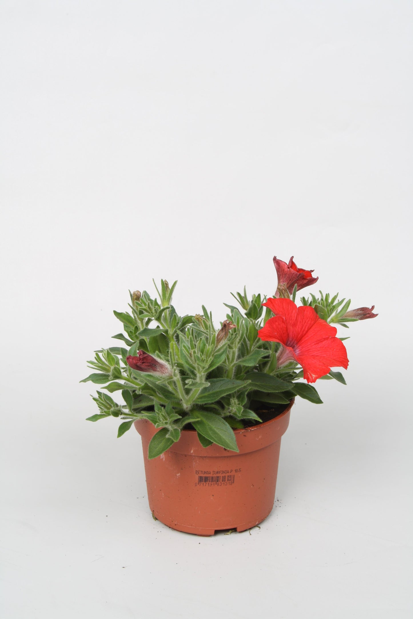 Petunia Surfinia Red 22cm 510cm Pot