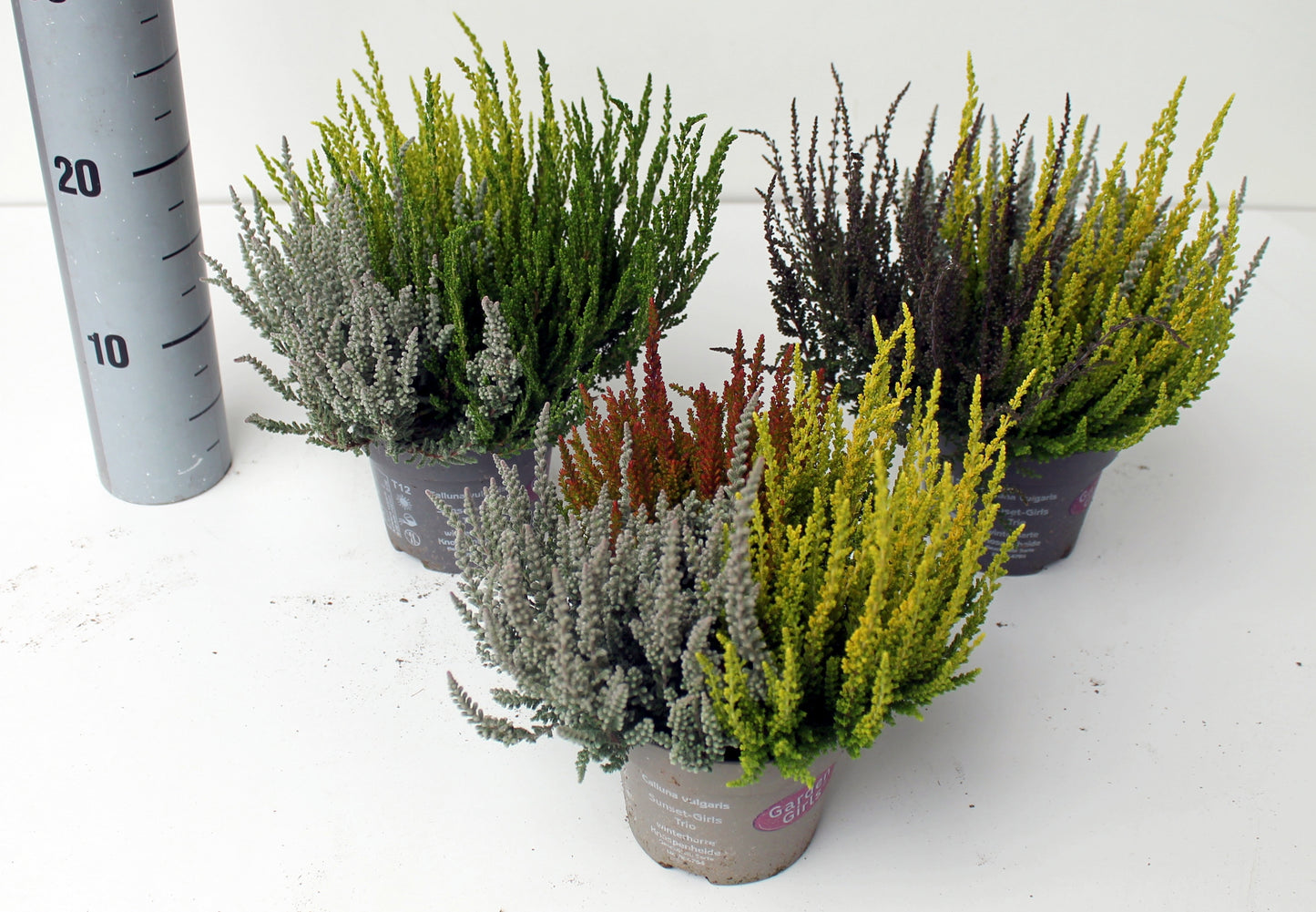 Calluna Garden Girls Sunset trio 25cm 12cm Pot