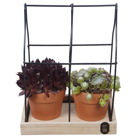 PTS7475 Arrangementen Sempervivum 28cm 21cm Pot