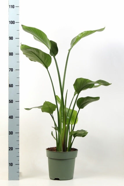 Strelitzia nicolai 105cm 21cm Pot
