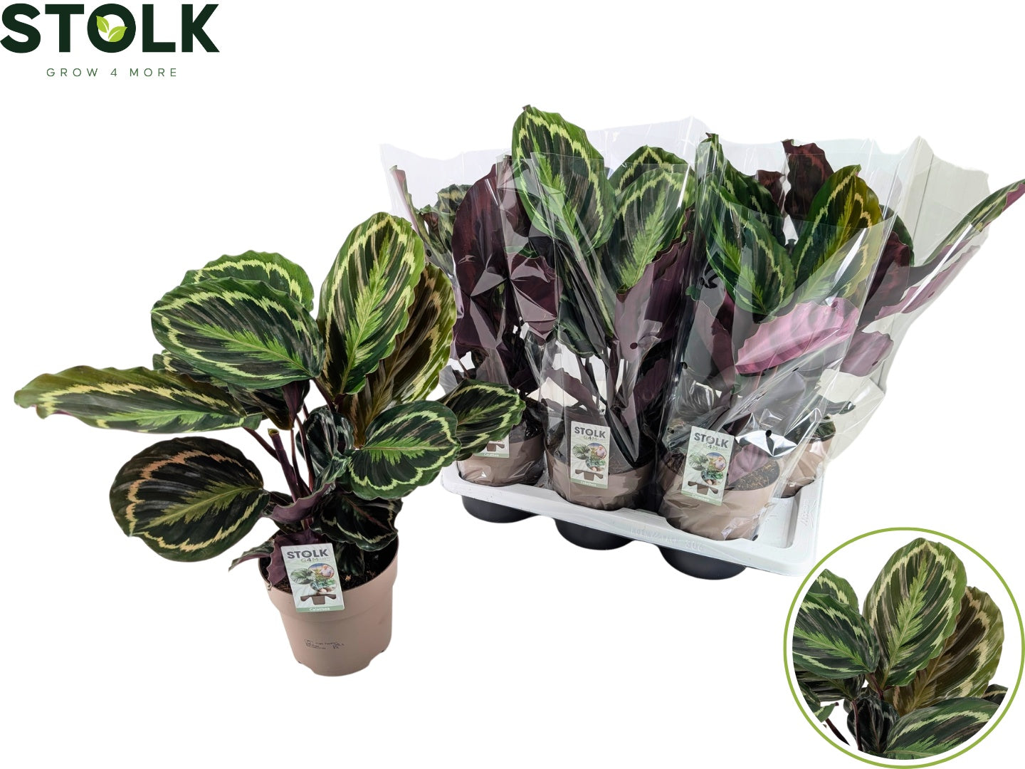 Calathea Medallion 60cm 17cm Pot