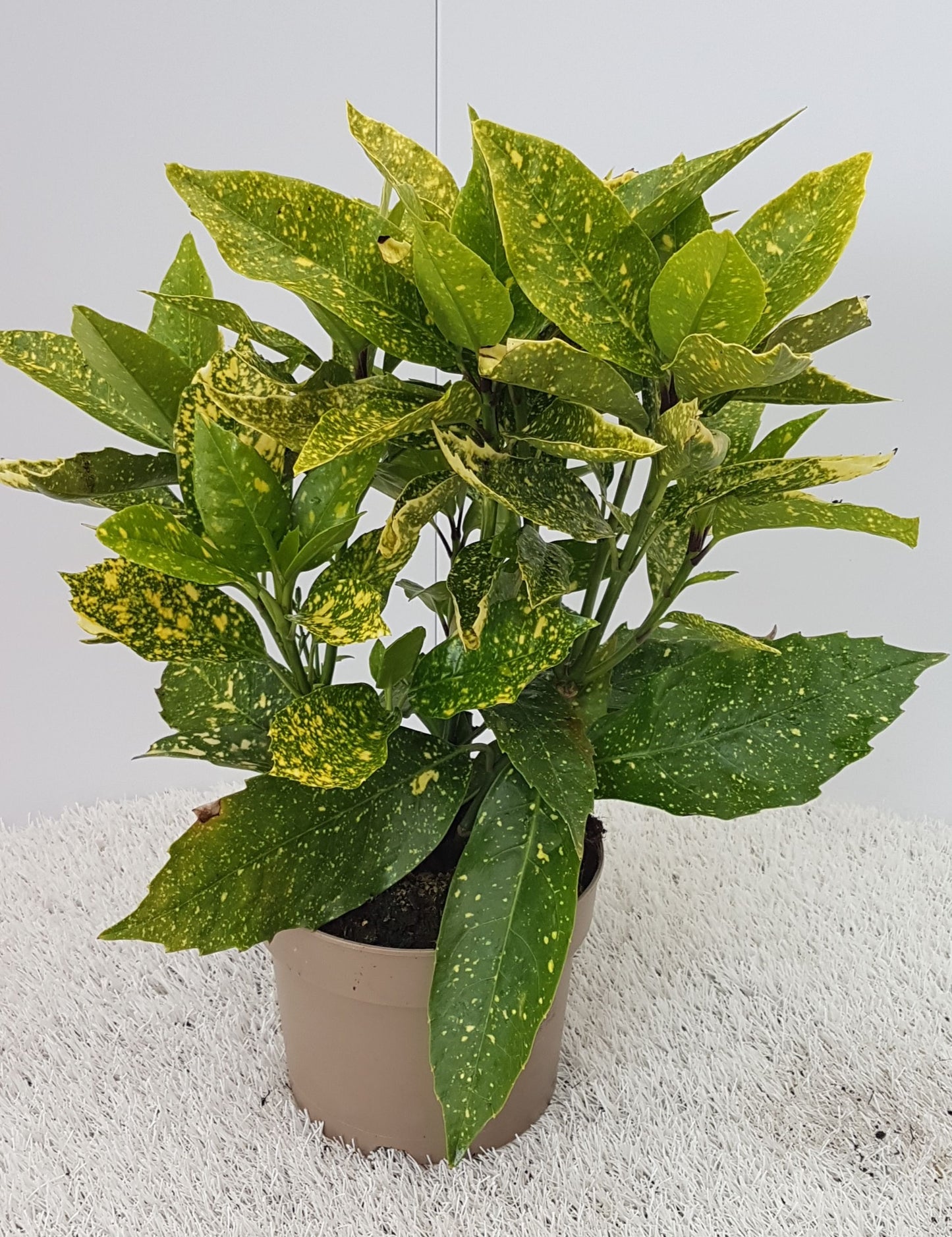 Aucuba jap. Variegata 30cm 17cm Pot