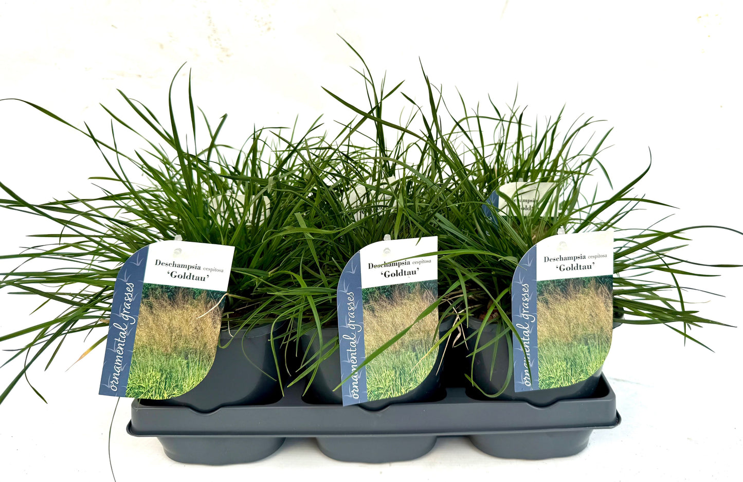 Deschampsia ces. Goldtau 15cm 17cm Pot