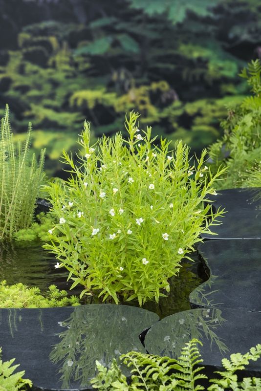 Gratiola officinalis 20cm 9cm Pot