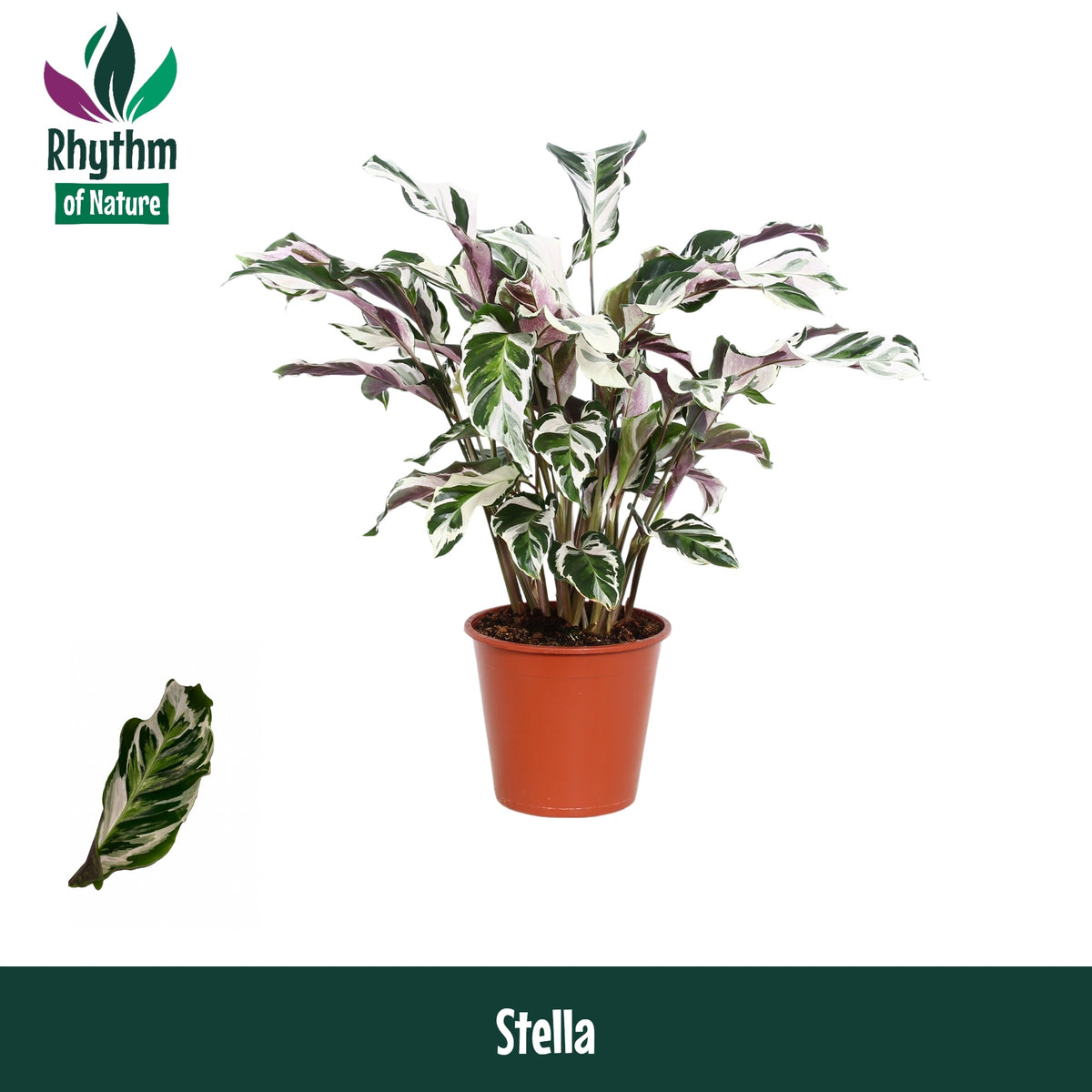 Calathea Stella 80cm 19cm Pot