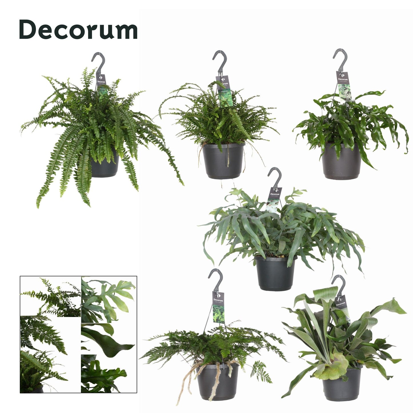Ferns mix 45cm 17cm Pot