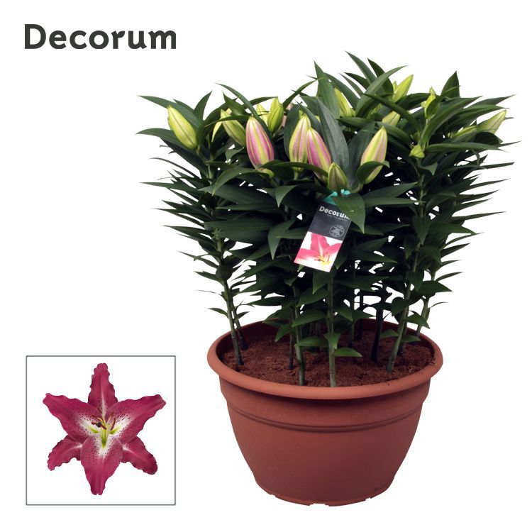 Lilium oriental Entertainer 60cm 35cm Pot