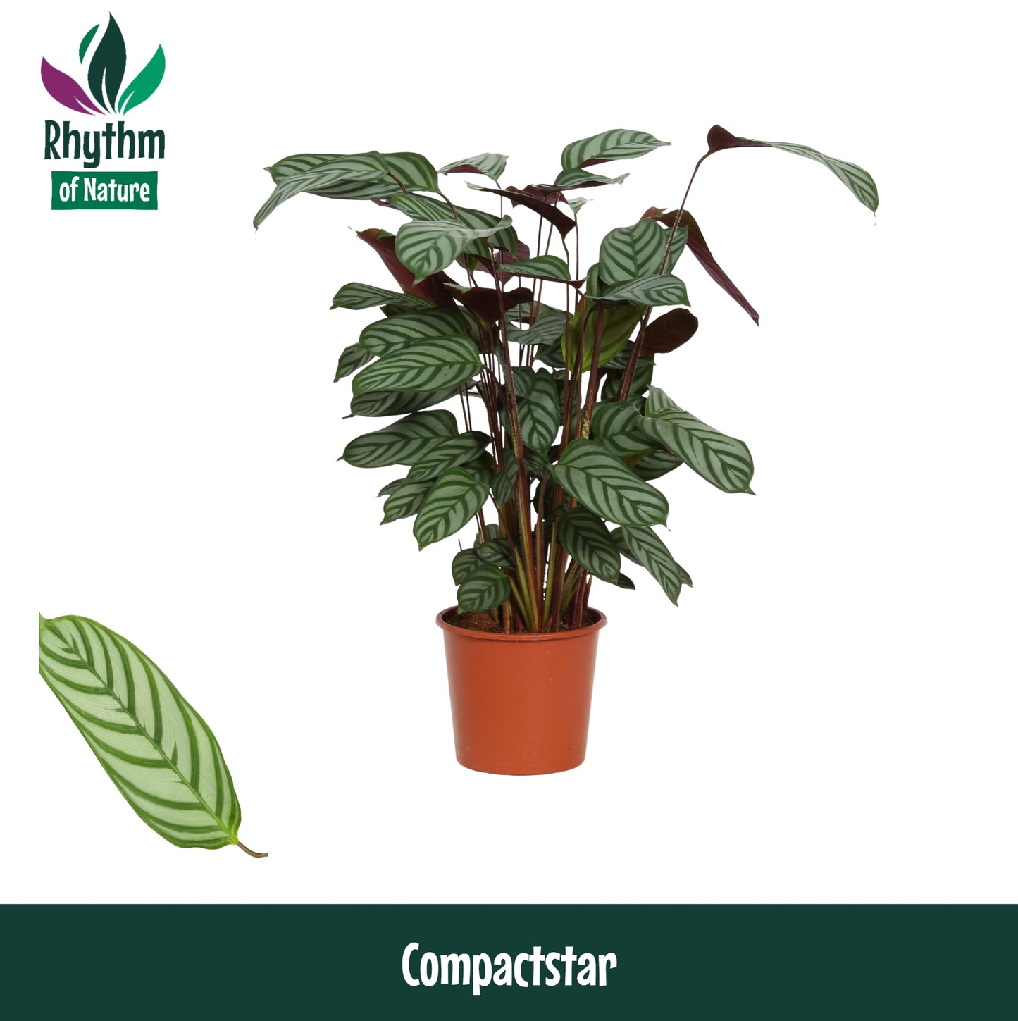Ctenanthe Compactstar 80cm 19cm Pot