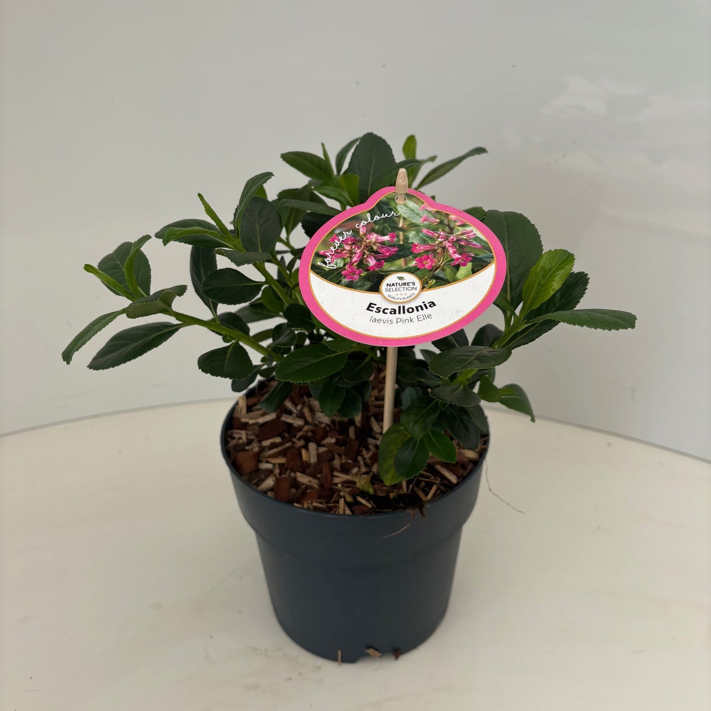 Escallonia leavis Pink Elle 50cm 17cm Pot