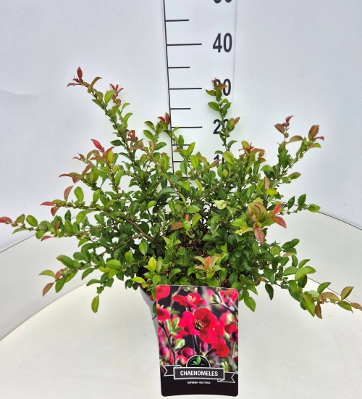 Chaenomeles sup. Red Trail 60cm 28cm Pot