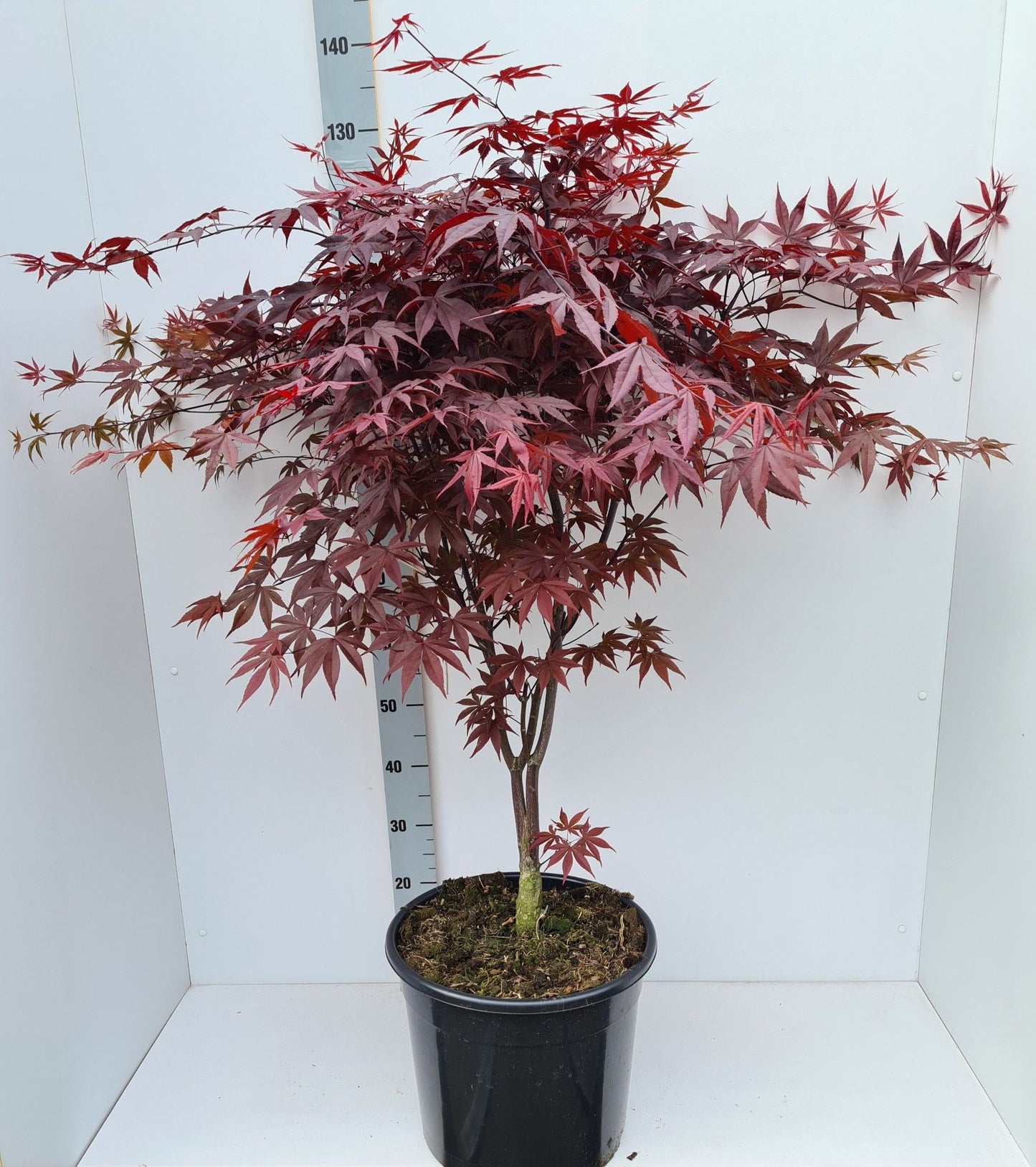 Acer palm. Bloodgood 130cm 36cm Pot