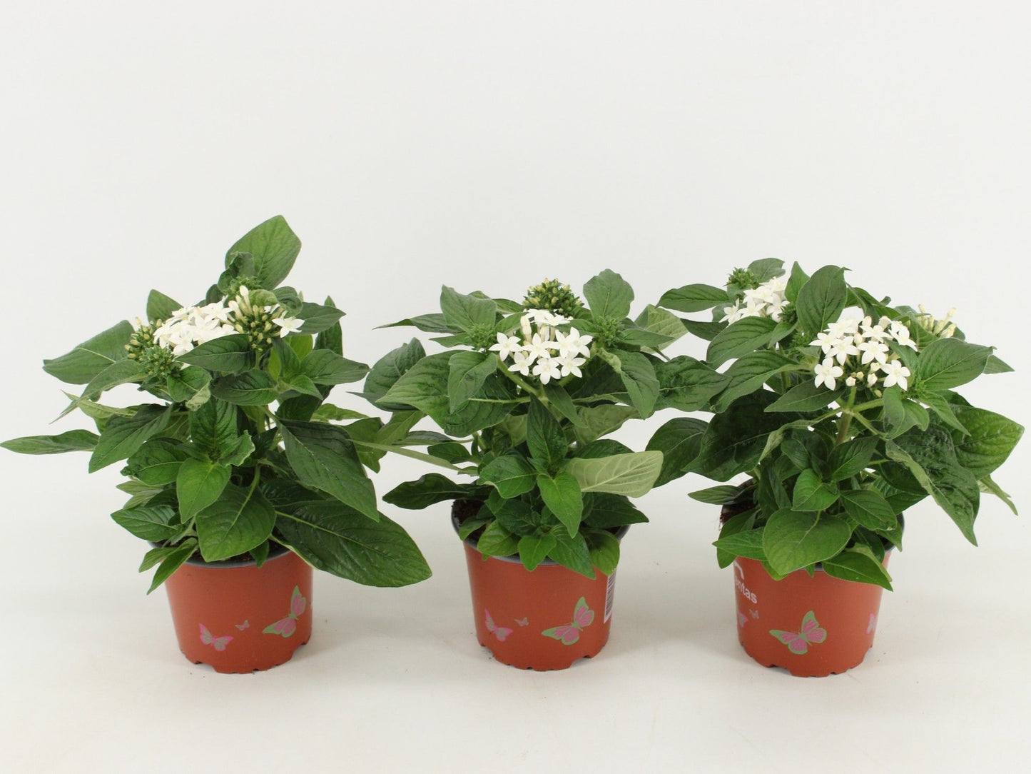 Pentas Graffiti White 30cm 12cm Pot