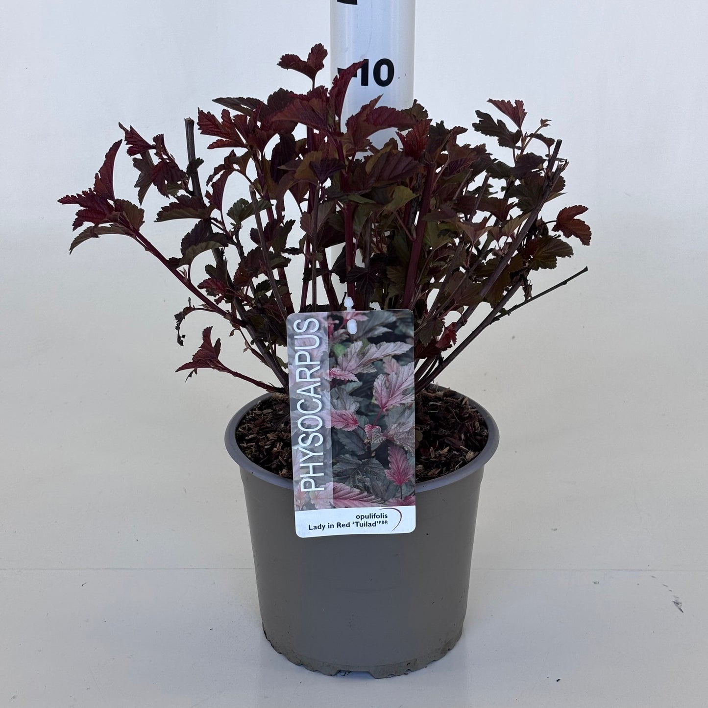 Physocarpus Lady In Red 50cm 19cm Pot