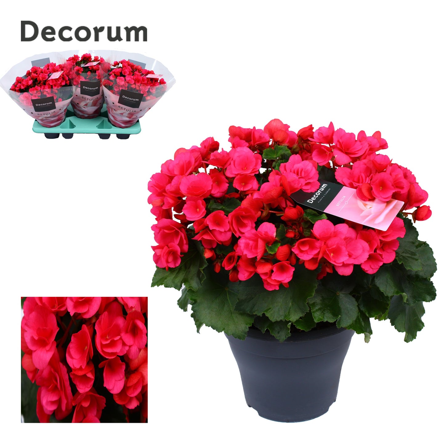 Begonia el. Betulia Pink 35cm 19cm Pot