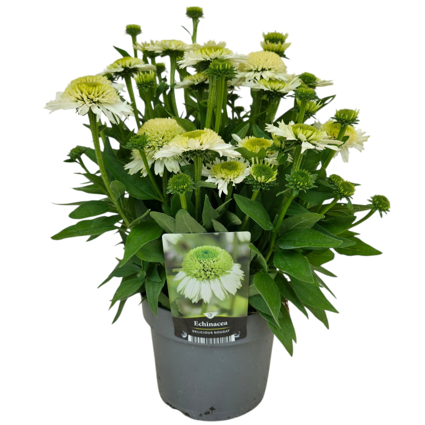 Echinacea Delicious Nougat 45cm 17cm Pot