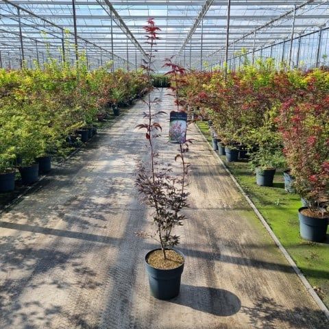 Acer Red Emperor 105cm 29cm Pot