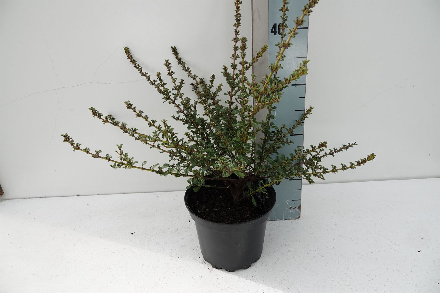 Ceanothus thyrsiflorus 25cm 17cm Pot