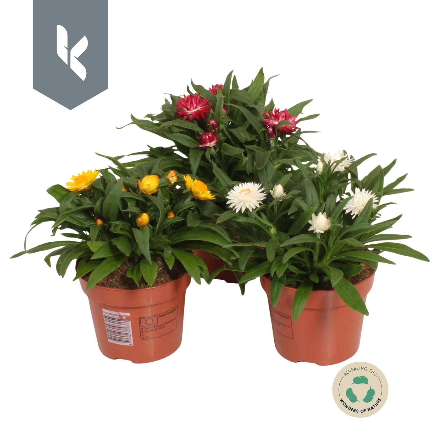 Xerochrysum bracteatum mix 25cm 12cm Pot