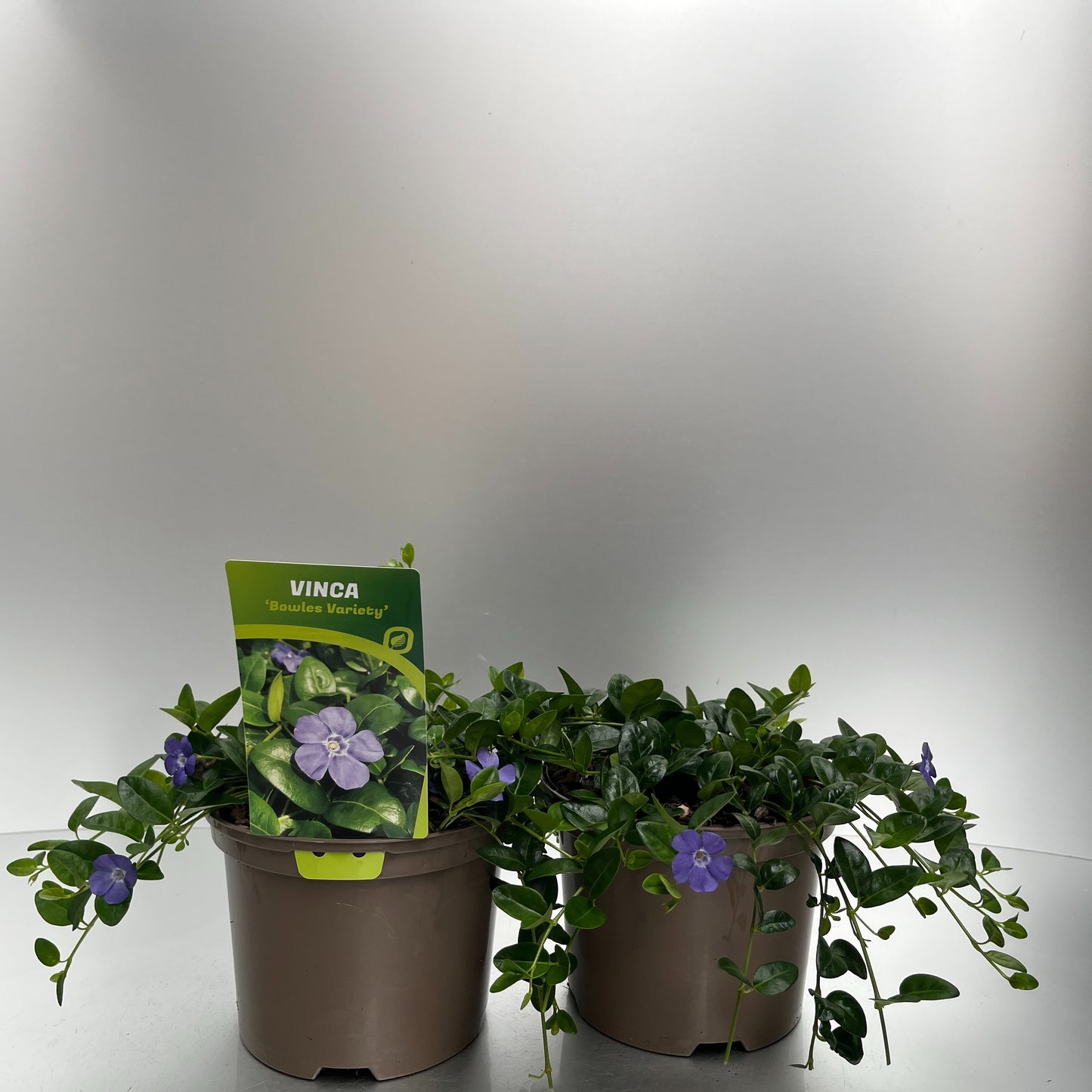 Vinca min. Bowles Variety 20cm 17cm Pot