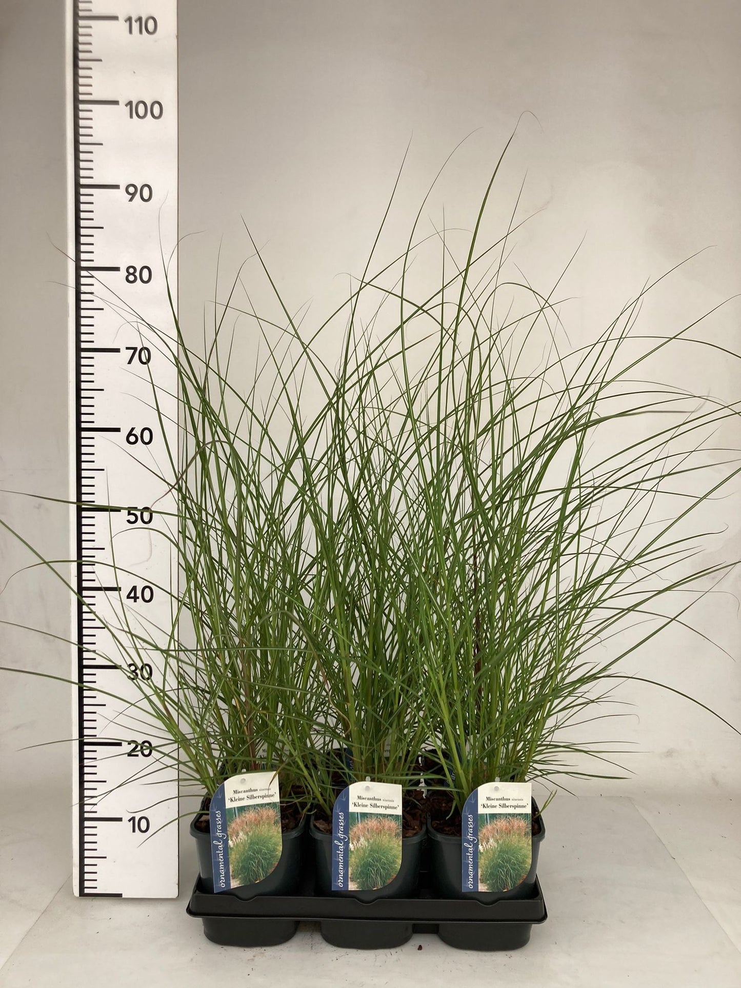 Miscanthus sin. Kleine Silberspinne 15cm 17cm Pot