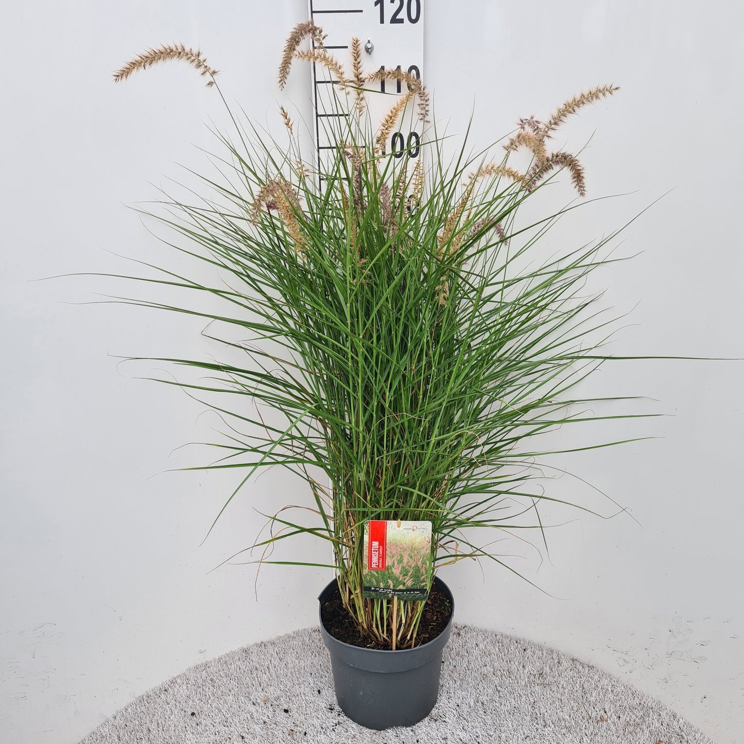 Pennisetum ori. Flamingo 60cm 26cm Pot