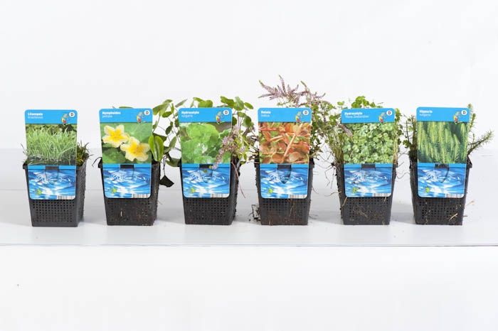 Waterplants (Oxygen) mix 20cm 11cm Pot