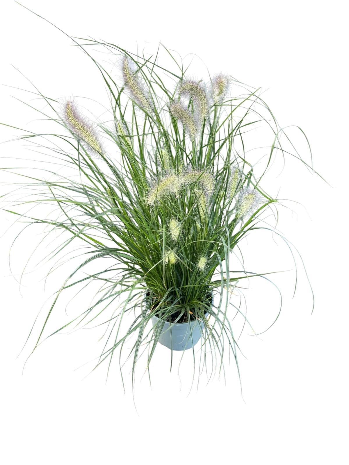 Pennisetum Hameln 45cm 19cm Pot