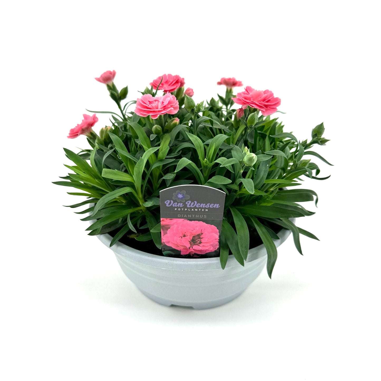 Dianthus Oscar Pink 22cm 21cm Pot