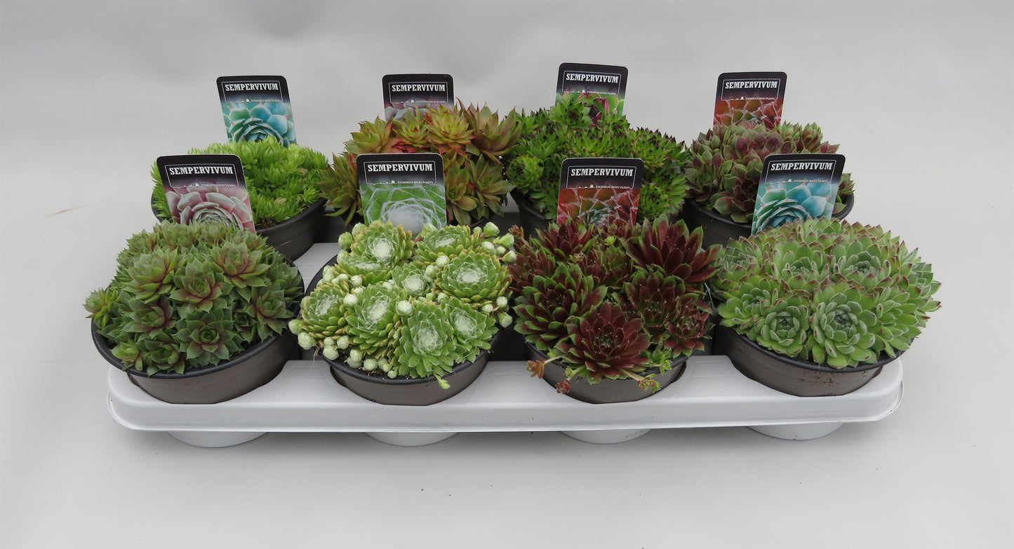 Sempervivum mix 5cm 14cm Pot
