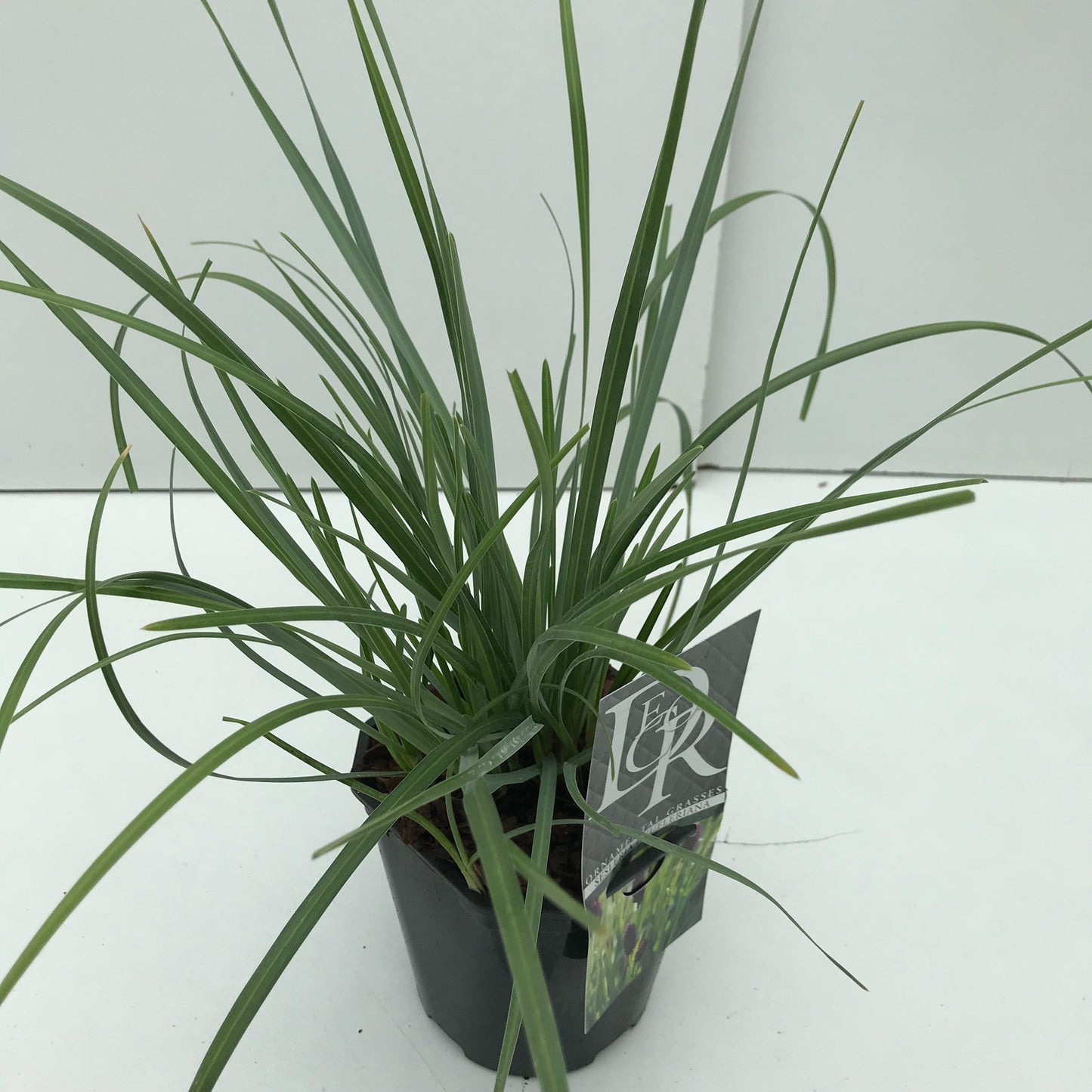 Sesleria heufleriana 30cm 17cm Pot