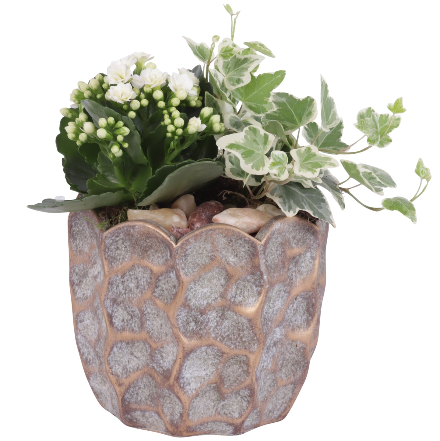 arr. Kamerplanten YR615K0670 20cm 15cm Pot