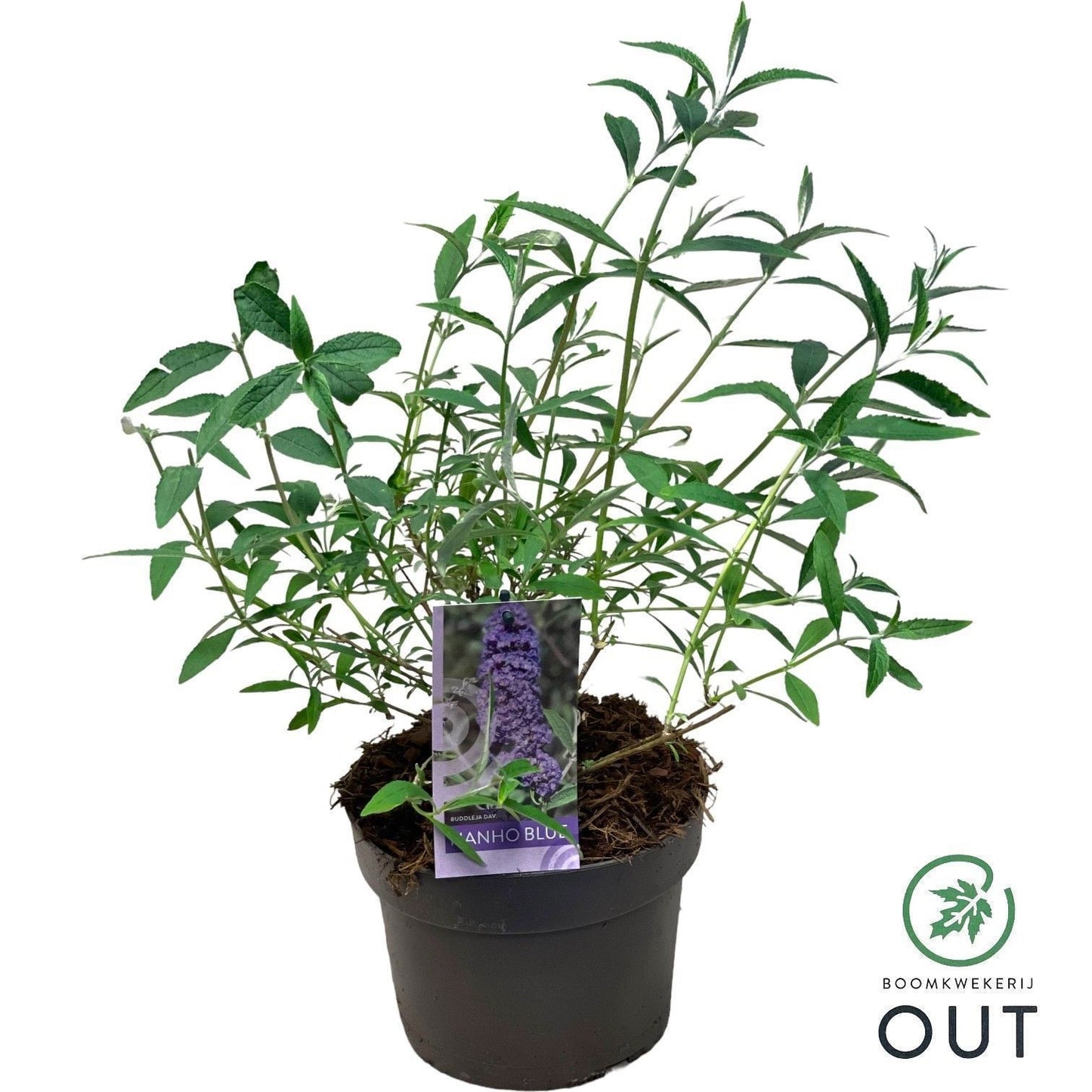 Buddleja davidii Nanho Blue 50cm 19cm Pot