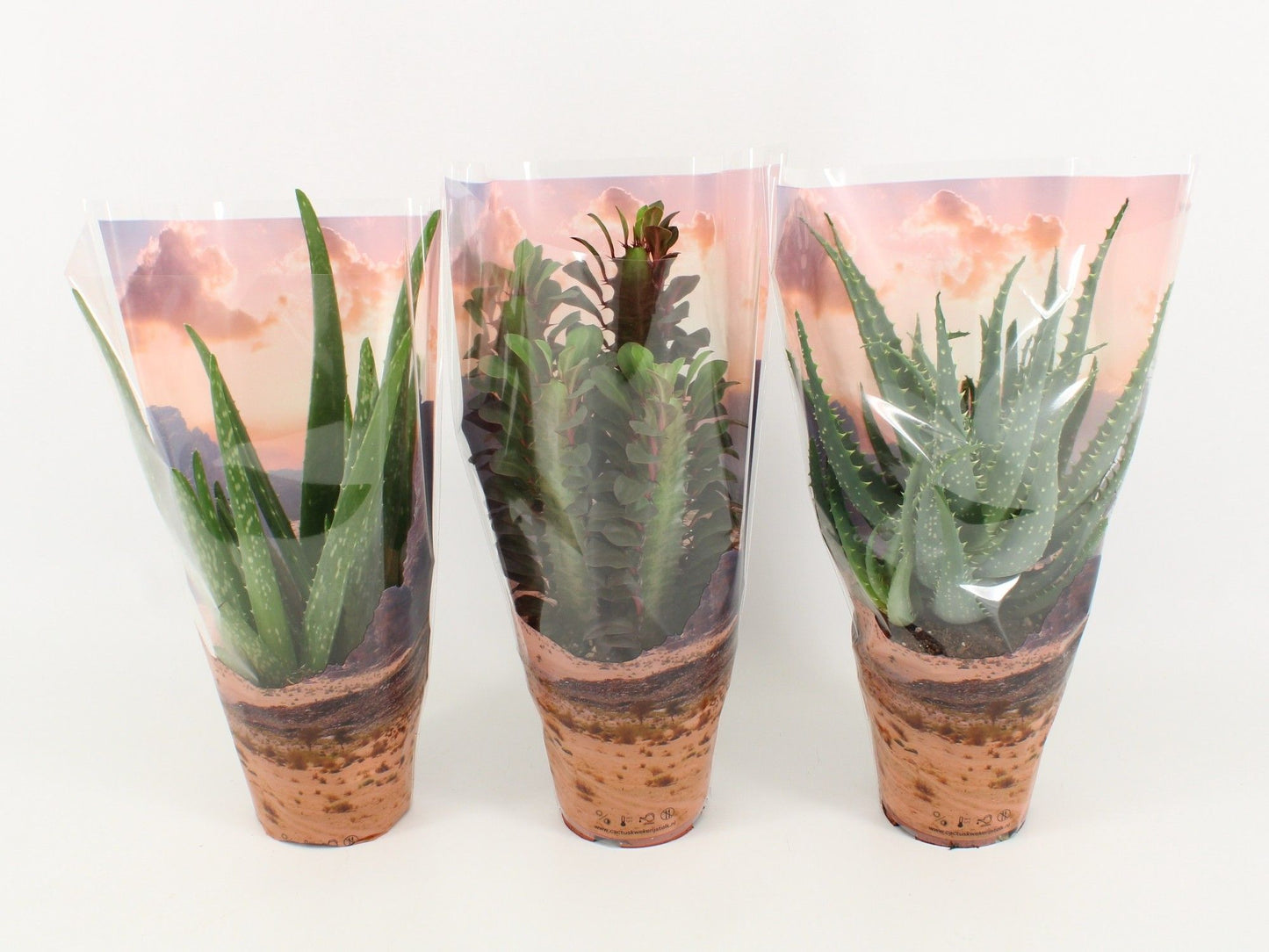 Succulent mix 30cm 12cm Pot