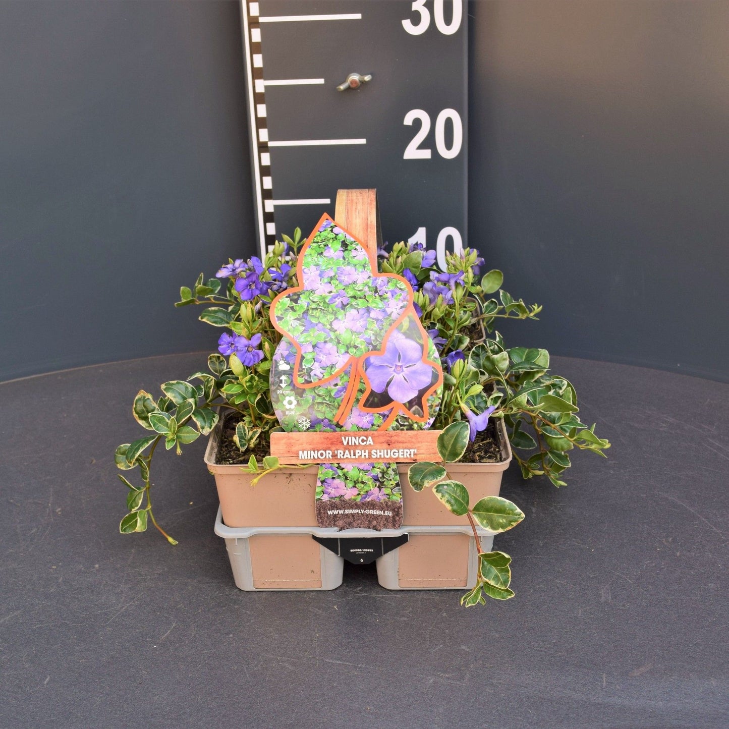 Vinca Ralph Shugert 6-pack 10cm 9cm Pot