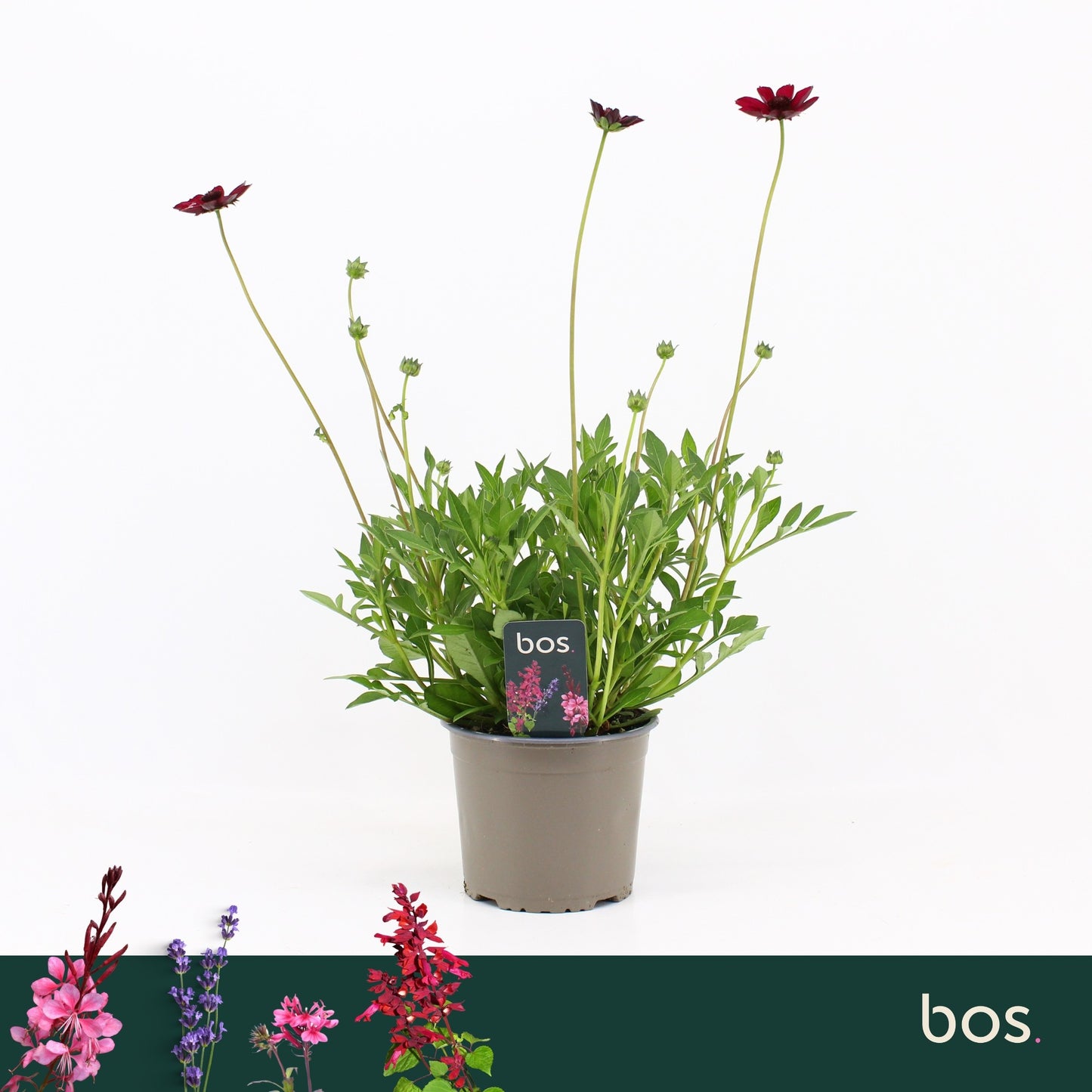 Cosmos Cherry Chocolate 45cm 17cm Pot