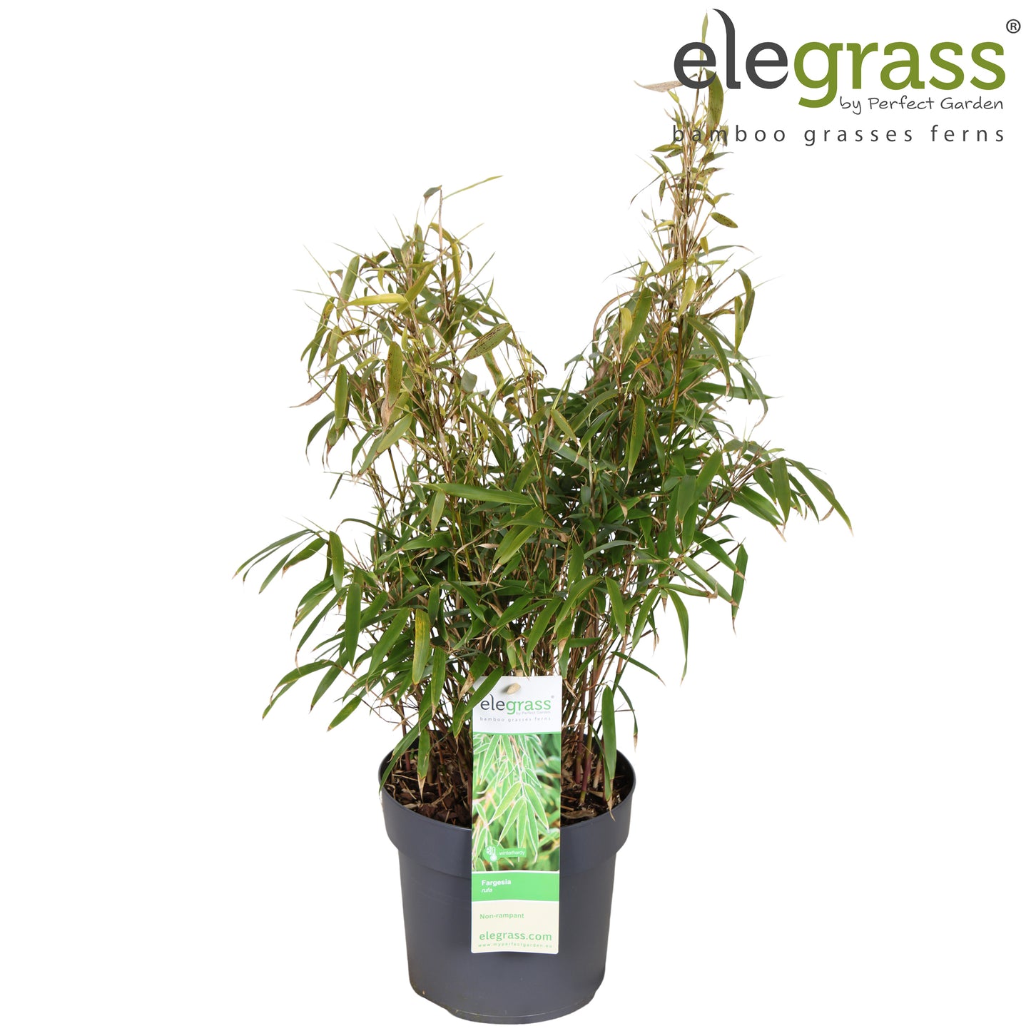 Fargesia rufa 70cm 19cm Pot