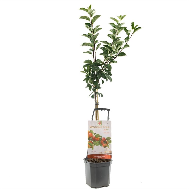 Malus domestica (Apple) Double U 160cm 24cm Pot