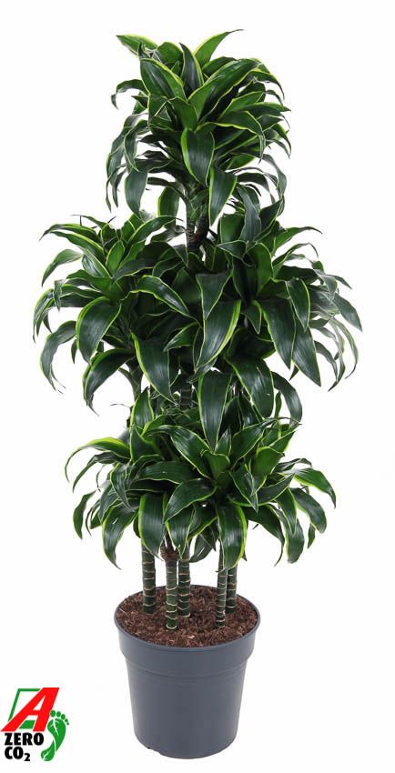 Dracaena fragrans Dorado caroussel 140cm 31cm Pot