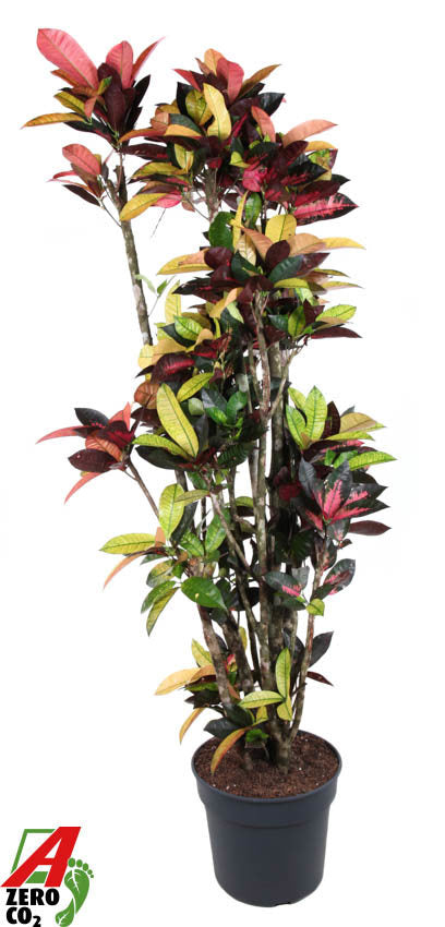 Codiaeum Mrs Iceton 190cm 40cm Pot