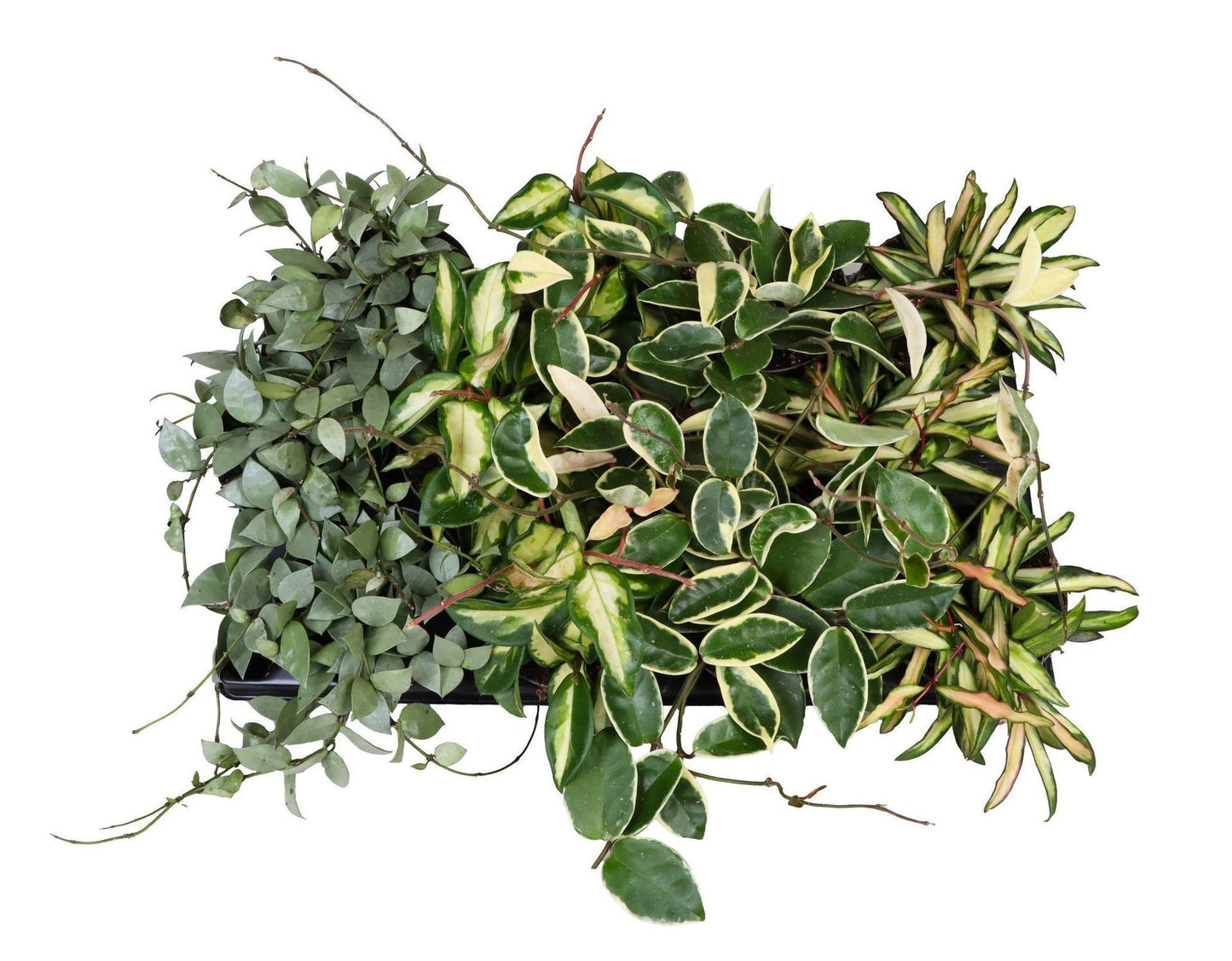 Hoya mix 12cm Pot