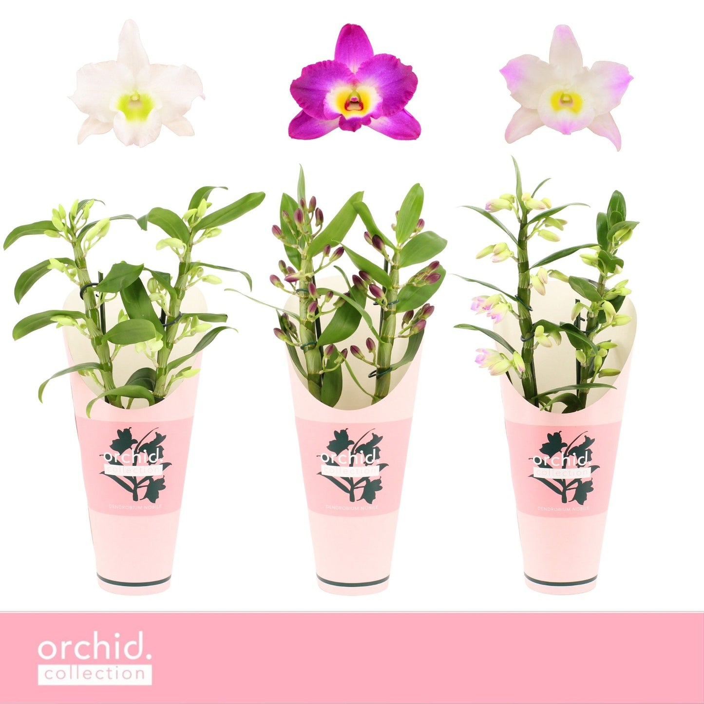 Dendrobium nobile mix 40cm 12cm Pot