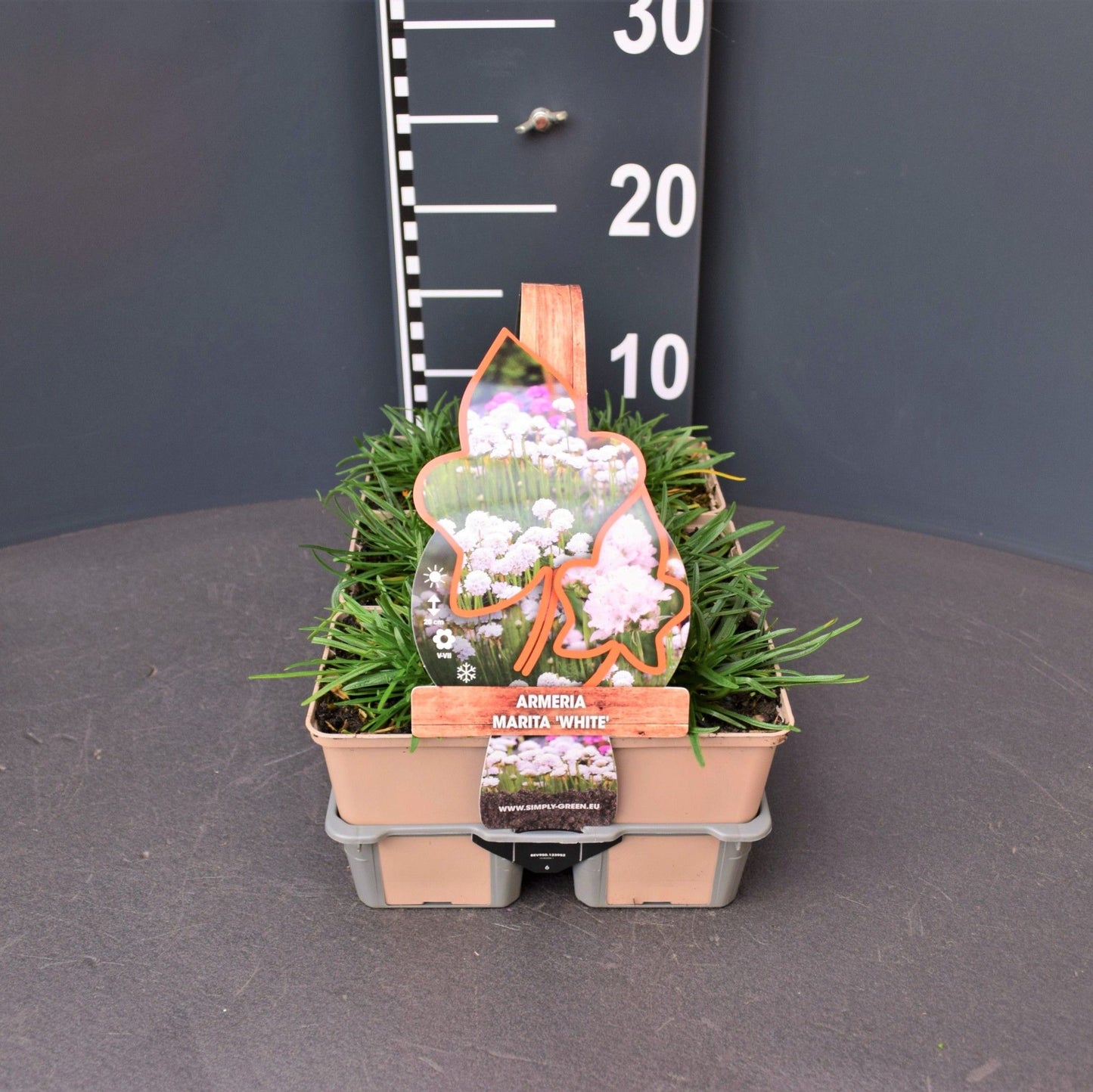 Armeria maritima Alba 6-pack 10cm 9cm Pot