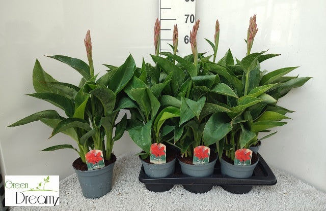 Canna Kreta 70cm 17cm Pot