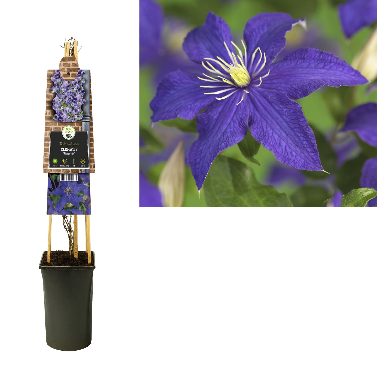 Clematis jac. Rhapsody 75cm 17cm Pot