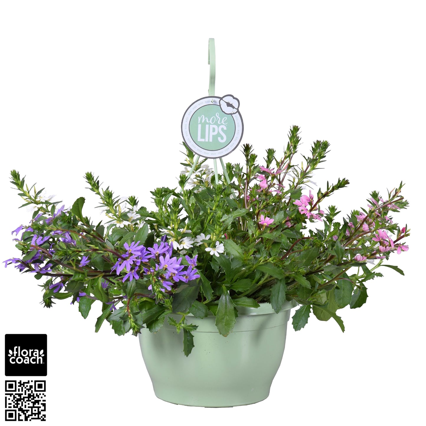 Scaevola aemula 50cm 25cm Pot