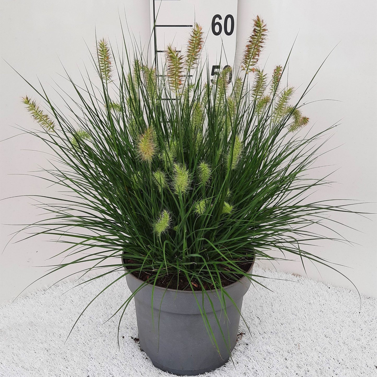Pennisetum alo. Little Bunny 30cm 26cm Pot