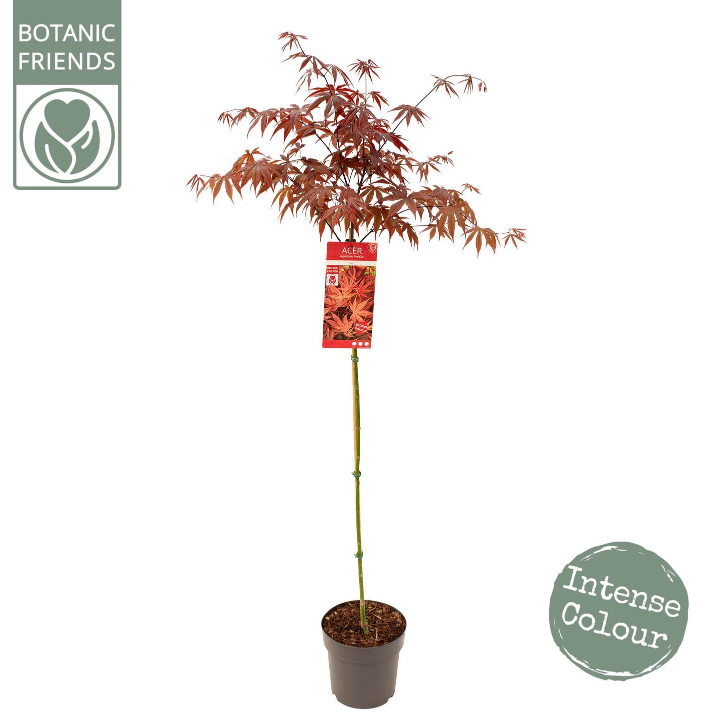 Acer palmatum 150cm 24cm Pot