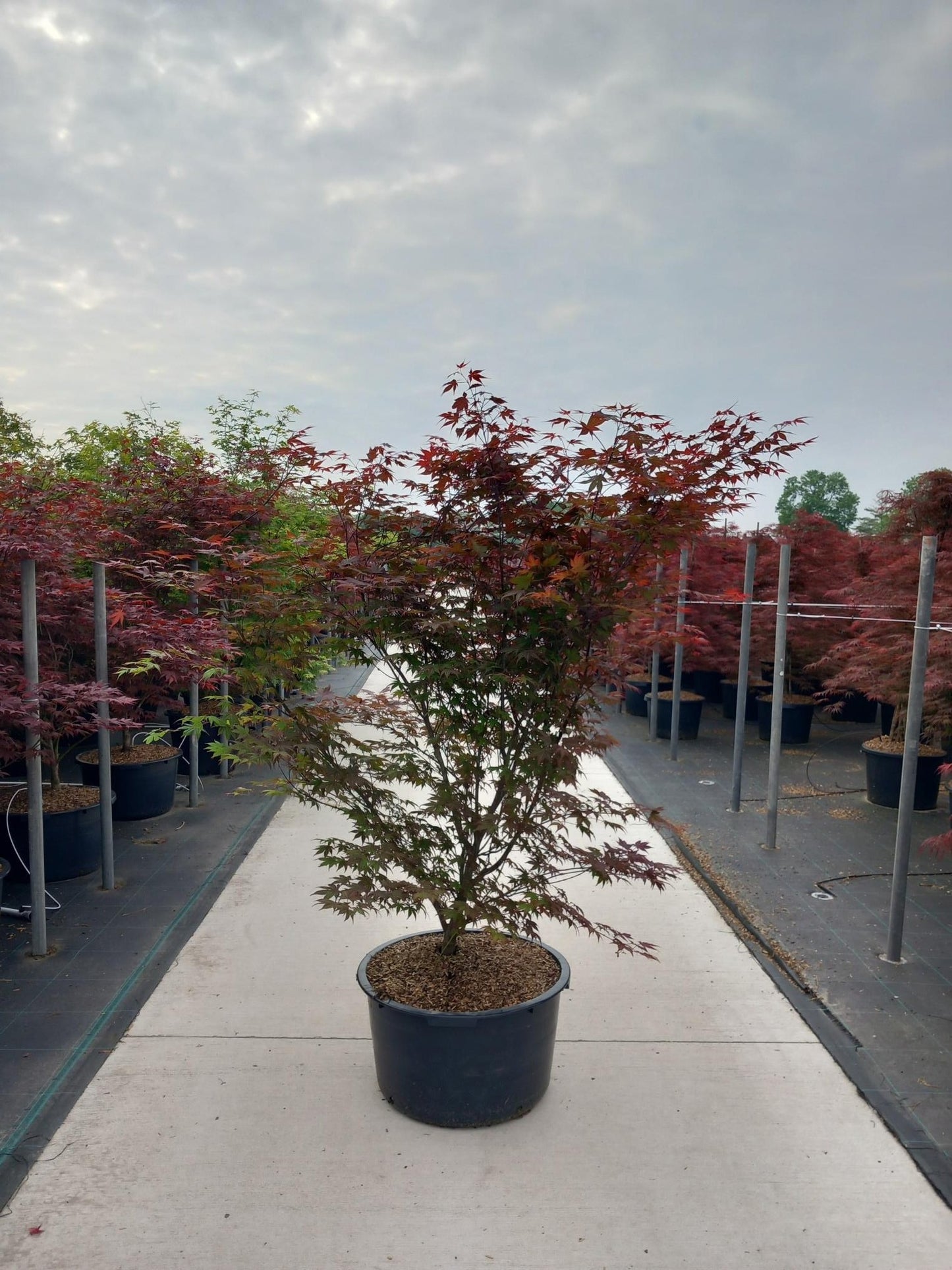Acer palm. Atropurpureum 180cm 60cm Pot