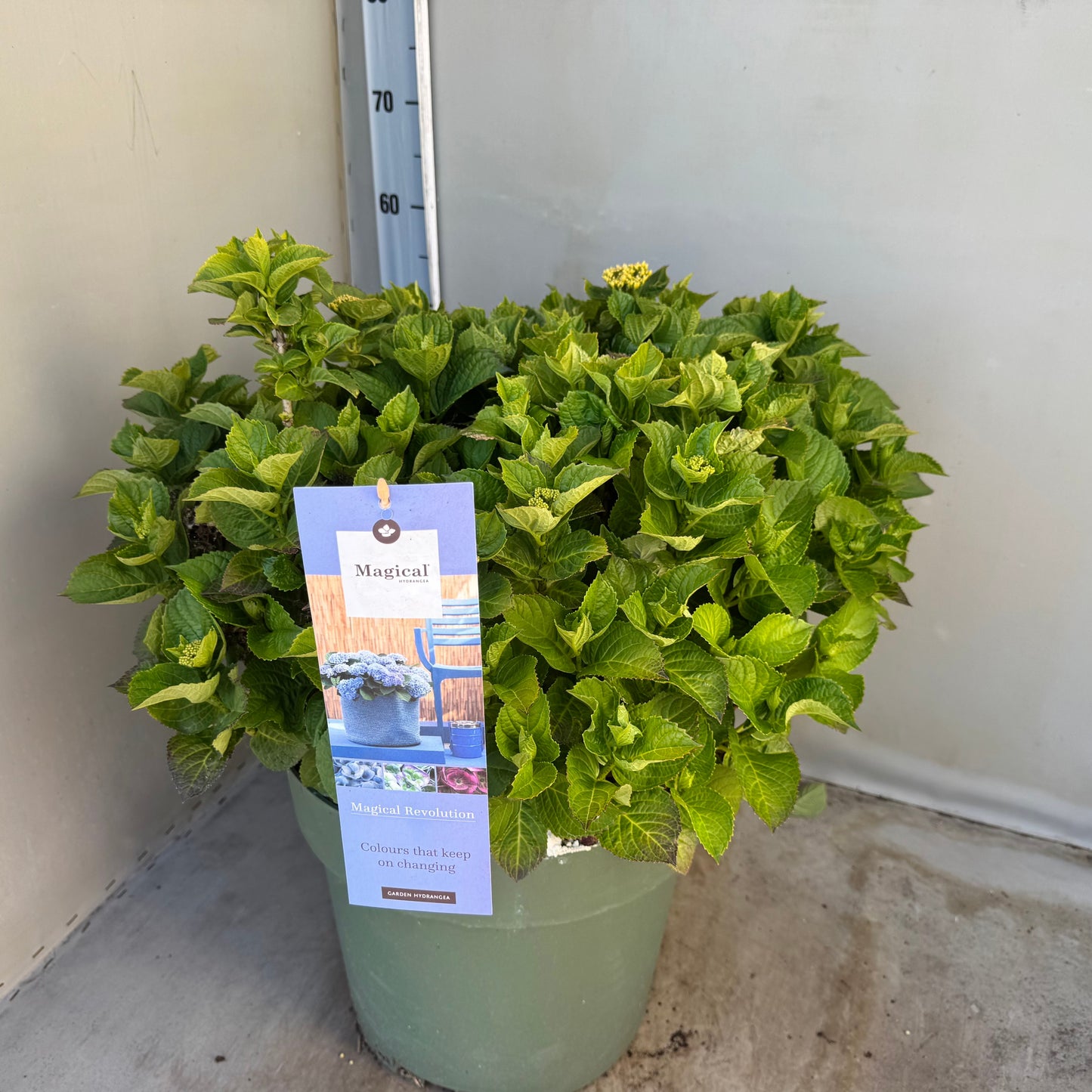 Hydrangea macrophylla Magical Revolution 50cm 35cm Pot
